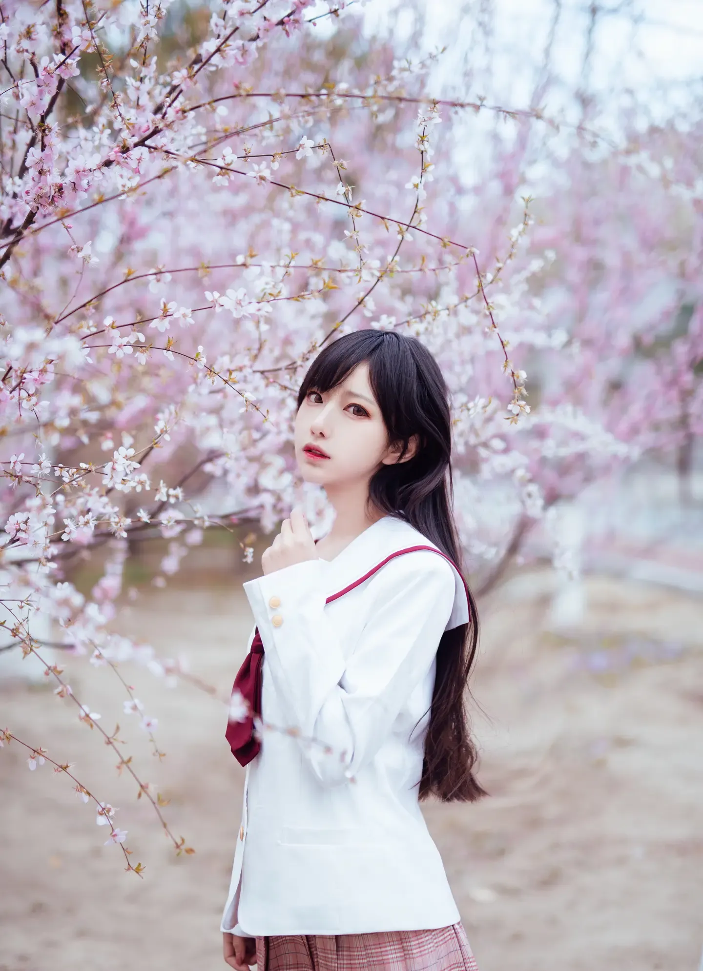 Shika小鹿鹿 樱花